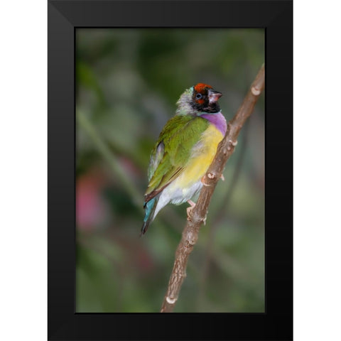 Lady Gouldian finch-Australia Black Modern Wood Framed Art Print by Jones, Adam