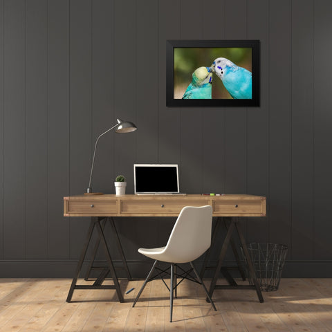 Common parakeets or shell parakeet kissing Black Modern Wood Framed Art Print by Jones, Adam