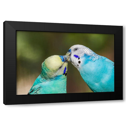 Common parakeets or shell parakeet kissing Black Modern Wood Framed Art Print with Double Matting by Jones, Adam