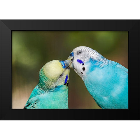 Common parakeets or shell parakeet kissing Black Modern Wood Framed Art Print by Jones, Adam