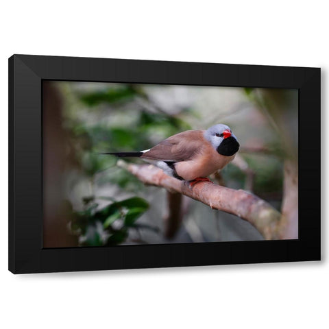 Shaft-tail finch-native to Australia Black Modern Wood Framed Art Print by Jones, Adam