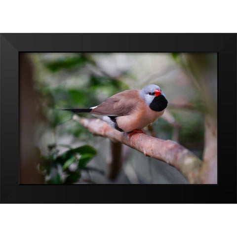 Shaft-tail finch-native to Australia Black Modern Wood Framed Art Print by Jones, Adam