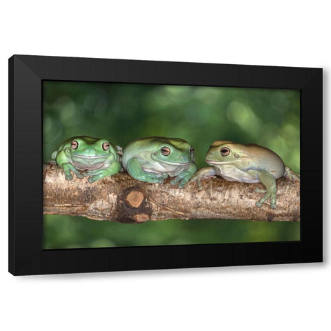 Australia. Whites tree frogs on log. Black Modern Wood Framed Art Print by Jaynes Gallery
