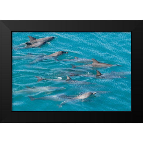 Australia-Kimberley Coast-Yampi Sound-Buccaneer Archipelago Indo-Pacific bottlenose dolphins Black Modern Wood Framed Art Print by Hopkins, Cindy Miller