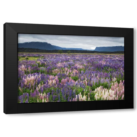 New Zealand, South Island Blooming lupine Black Modern Wood Framed Art Print with Double Matting by Flaherty, Dennis