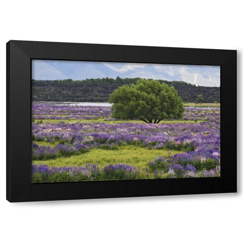 New Zealand, South Island Lupine and tree Black Modern Wood Framed Art Print with Double Matting by Flaherty, Dennis