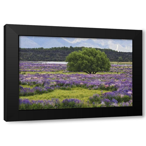 New Zealand, South Island Lupine and tree Black Modern Wood Framed Art Print by Flaherty, Dennis