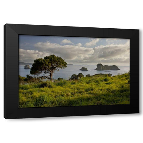 New Zealand, North Is Stingray Bay at sunrise Black Modern Wood Framed Art Print with Double Matting by Grall, Don