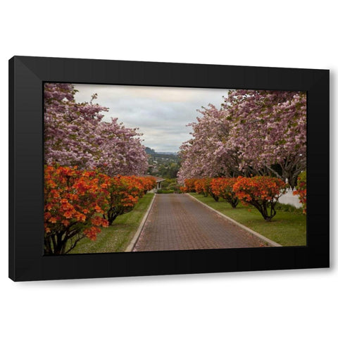 New Zealand, North Island Cherry tree in blossom Black Modern Wood Framed Art Print with Double Matting by Grall, Don