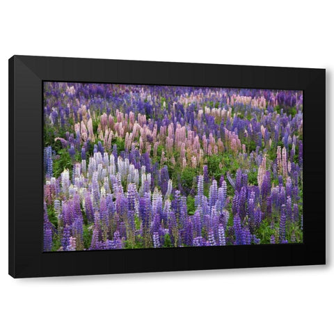 New Zealand, South Island Lupine in Fiordland NP Black Modern Wood Framed Art Print with Double Matting by Flaherty, Dennis