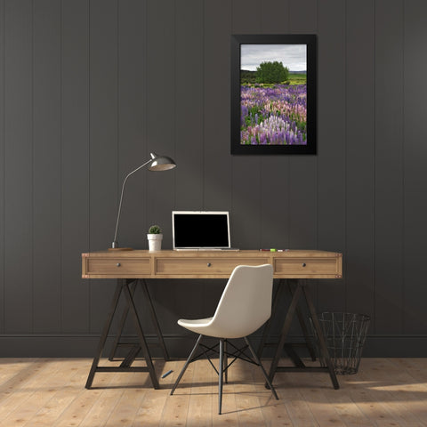 New Zealand, South Is Lupines in Fiordland NP Black Modern Wood Framed Art Print by Flaherty, Dennis