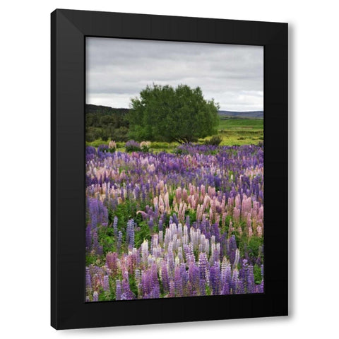 New Zealand, South Is Lupines in Fiordland NP Black Modern Wood Framed Art Print by Flaherty, Dennis