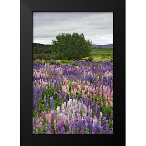 New Zealand, South Is Lupines in Fiordland NP Black Modern Wood Framed Art Print by Flaherty, Dennis