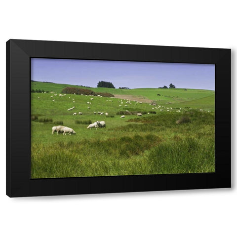 New Zealand, South Island Sheep grazing in field Black Modern Wood Framed Art Print by Flaherty, Dennis