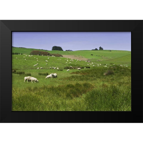 New Zealand, South Island Sheep grazing in field Black Modern Wood Framed Art Print by Flaherty, Dennis