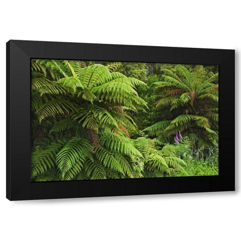 New Zealand, South Island Tree ferns Black Modern Wood Framed Art Print by Flaherty, Dennis