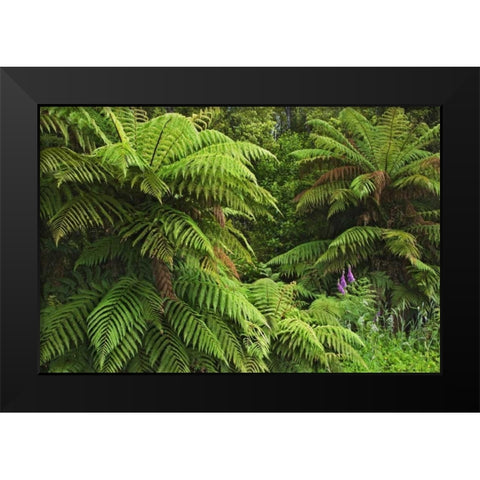 New Zealand, South Island Tree ferns Black Modern Wood Framed Art Print by Flaherty, Dennis