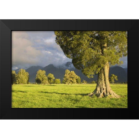 New Zealand, South Isl Storm lit kahikatea trees Black Modern Wood Framed Art Print by Flaherty, Dennis