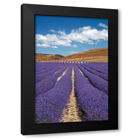 New Zealand Alpine Lavender-near Twizel-Mackenzie Country-Canterbury Black Modern Wood Framed Art Print by Wall, David