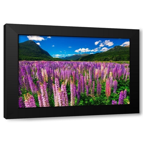 Spring lupine in Eglinton Valley-Fiordland National Park-South Island-New Zealand Black Modern Wood Framed Art Print by Bishop, Russ
