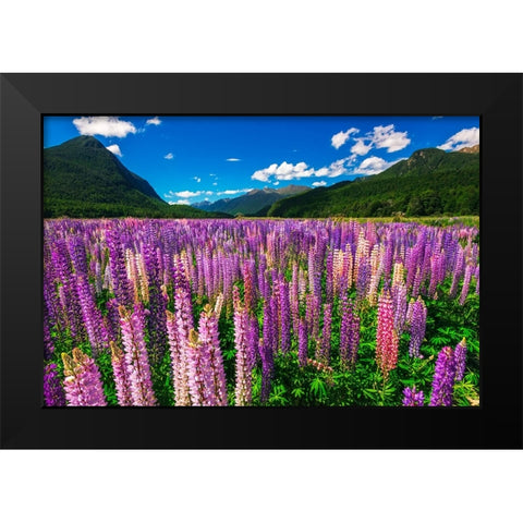 Spring lupine in Eglinton Valley-Fiordland National Park-South Island-New Zealand Black Modern Wood Framed Art Print by Bishop, Russ