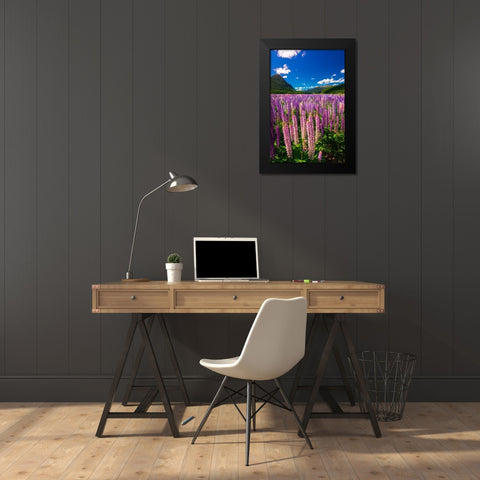 Spring lupine in Eglinton Valley-Fiordland National Park-South Island-New Zealand Black Modern Wood Framed Art Print by Bishop, Russ