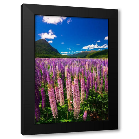 Spring lupine in Eglinton Valley-Fiordland National Park-South Island-New Zealand Black Modern Wood Framed Art Print by Bishop, Russ
