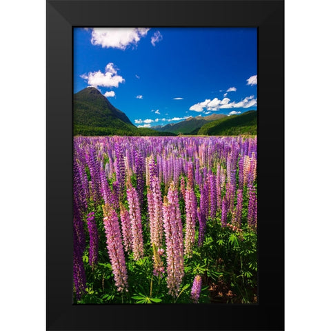 Spring lupine in Eglinton Valley-Fiordland National Park-South Island-New Zealand Black Modern Wood Framed Art Print by Bishop, Russ