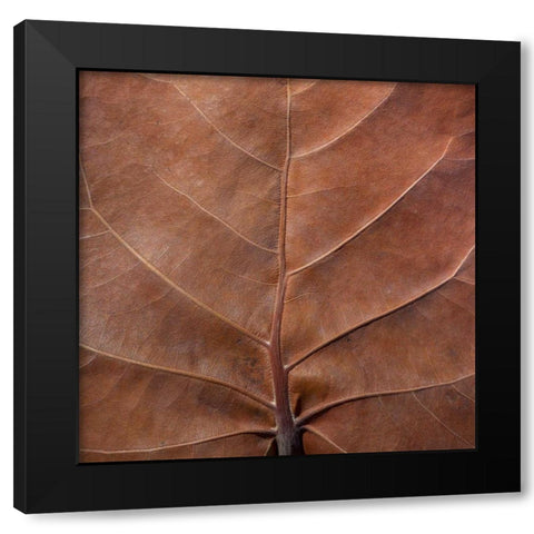 Bahamas, Little Exuma Island Sea grape leaf Black Modern Wood Framed Art Print by Paulson, Don