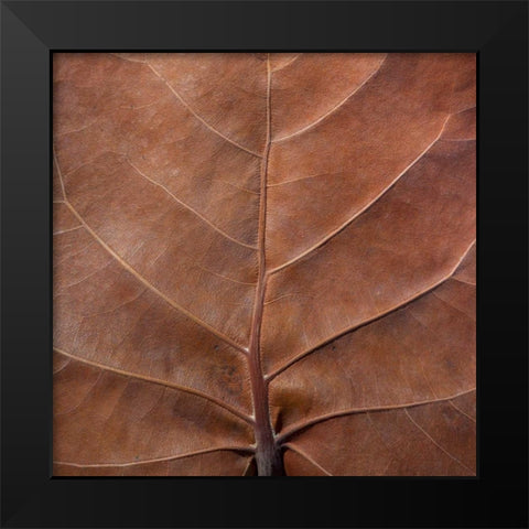 Bahamas, Little Exuma Island Sea grape leaf Black Modern Wood Framed Art Print by Paulson, Don