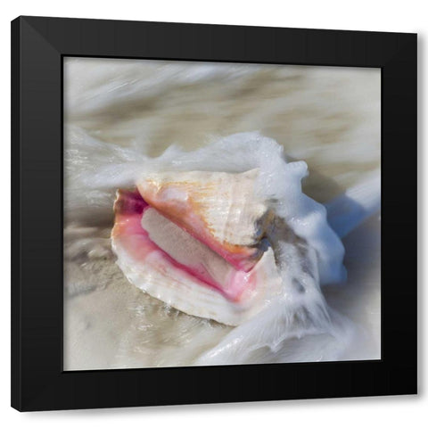 Bahamas, Little Exuma Island Conch shell in surf Black Modern Wood Framed Art Print with Double Matting by Paulson, Don