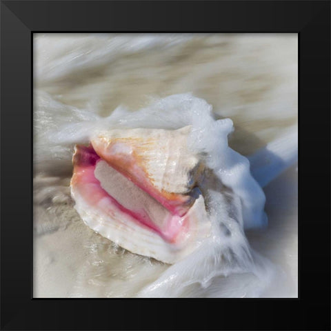 Bahamas, Little Exuma Island Conch shell in surf Black Modern Wood Framed Art Print by Paulson, Don