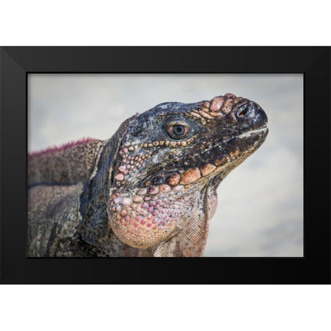 Bahamas, Exuma Island Iguana on beach Black Modern Wood Framed Art Print by Paulson, Don