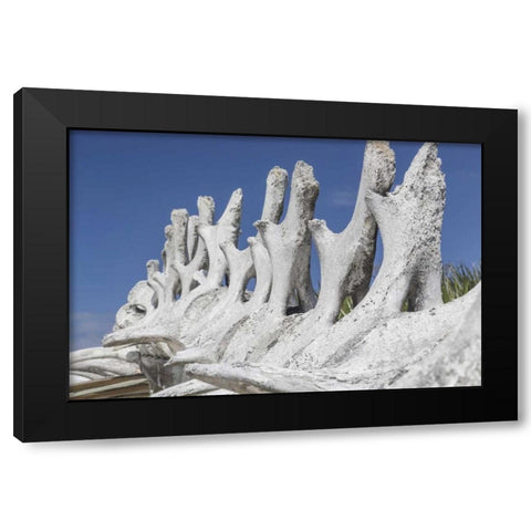 Bahamas, Exuma Island Sperm whale bones Black Modern Wood Framed Art Print with Double Matting by Paulson, Don