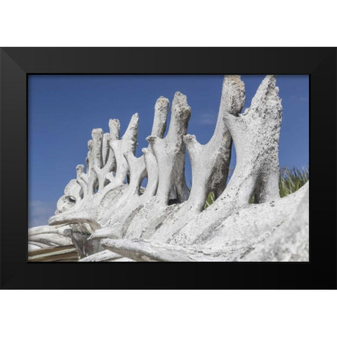 Bahamas, Exuma Island Sperm whale bones Black Modern Wood Framed Art Print by Paulson, Don