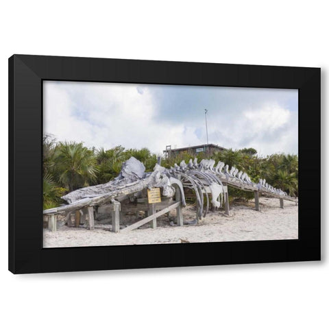 Bahamas, Exuma Island Sperm whale bones Black Modern Wood Framed Art Print with Double Matting by Paulson, Don