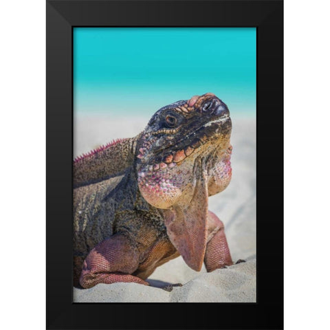 Bahamas, Exuma Island Iguana on beach Black Modern Wood Framed Art Print by Paulson, Don