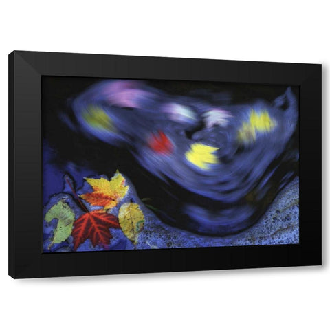Canada, Quebec Autumn leaves swirl in a creek Black Modern Wood Framed Art Print by Delisle, Gilles