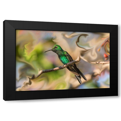 Cuba. An artistic rendering of a bee hummingbird. Black Modern Wood Framed Art Print by Muir, Janet