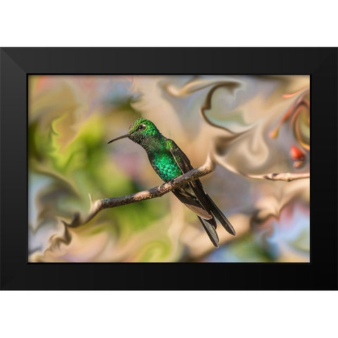 Cuba. An artistic rendering of a bee hummingbird. Black Modern Wood Framed Art Print by Muir, Janet