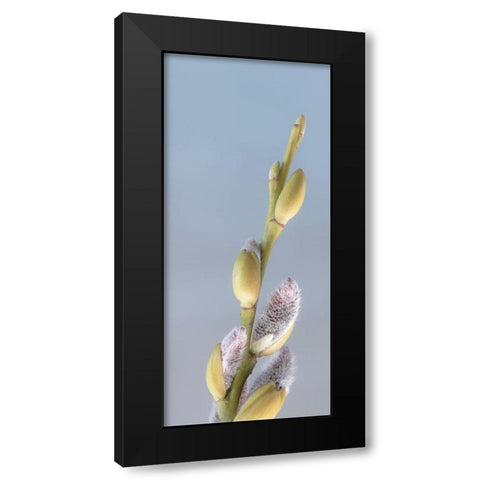 Washington State-Seabeck Pussy willows close-up Black Modern Wood Framed Art Print with Double Matting by Jaynes Gallery