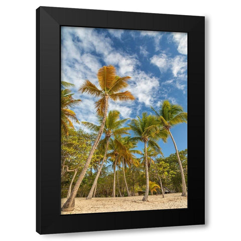 Caribbean-Grenada-Mayreau Island Beach and palm trees Black Modern Wood Framed Art Print with Double Matting by Jaynes Gallery