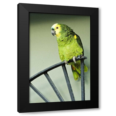 Puerto Rico A green parrot on Vieques island Black Modern Wood Framed Art Print by Flaherty, Dennis