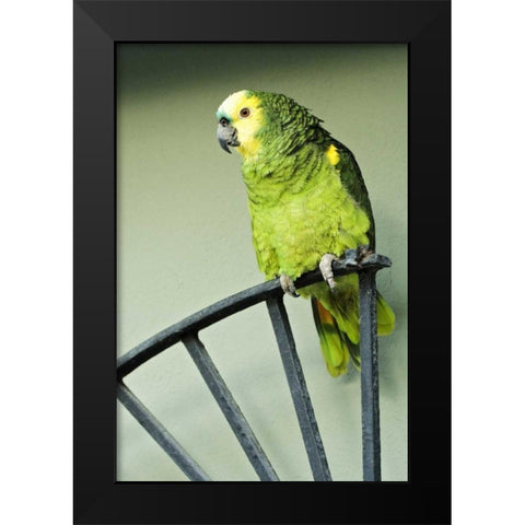 Puerto Rico A green parrot on Vieques island Black Modern Wood Framed Art Print by Flaherty, Dennis