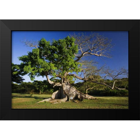 Caribbean, Puerto Rico, Vieques Silk cotton tree Black Modern Wood Framed Art Print by Flaherty, Dennis