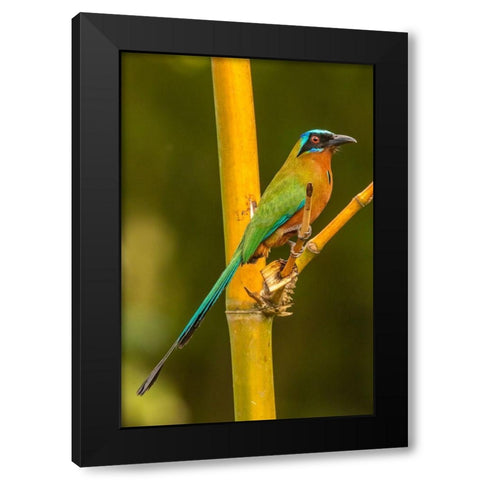 Caribbean-Tobago Motmot bird on limb  Black Modern Wood Framed Art Print by Jaynes Gallery