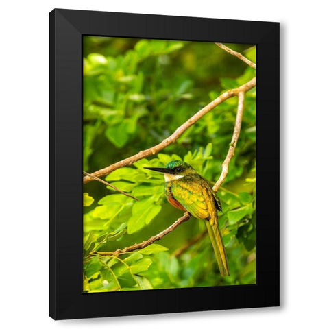 Caribbean-Tobago Rufous-tailed jacamar bird on limb  Black Modern Wood Framed Art Print by Jaynes Gallery