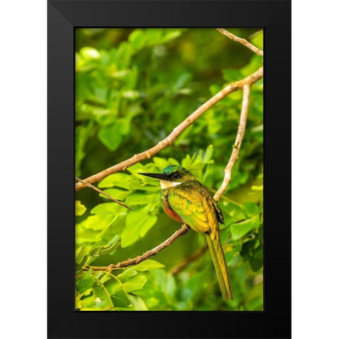 Caribbean-Tobago Rufous-tailed jacamar bird on limb  Black Modern Wood Framed Art Print by Jaynes Gallery