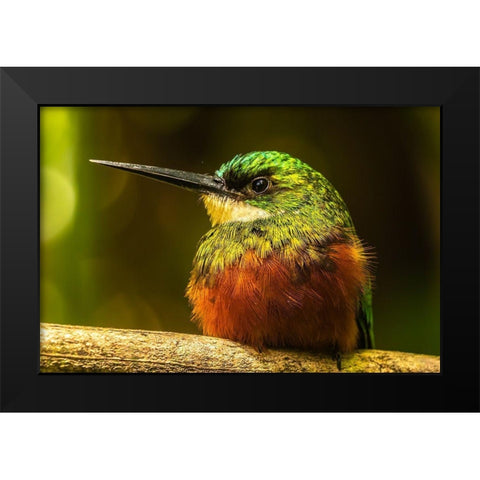 Caribbean-Tobago Rufous-tailed jacamar bird on limb  Black Modern Wood Framed Art Print by Jaynes Gallery