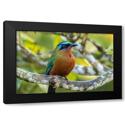 Caribbean-Tobago Motmot bird on limb  Black Modern Wood Framed Art Print with Double Matting by Jaynes Gallery